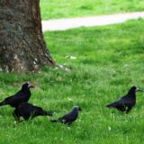 Saatkrähen sitzen auf einer Wiese in Holzwickede.