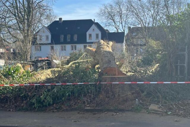 Gefällt Platane auf einem Gartengrundstück hinter Flatterband an der Marschallstraße.