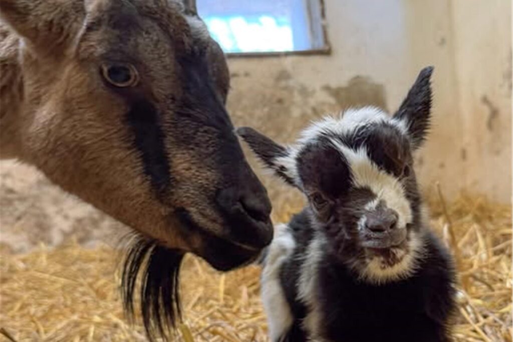 Ziegenbaby mit der Mutter Ziegenbaby mit der Mutter