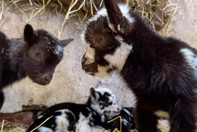 Vier Ziegenbabys im Stroh.