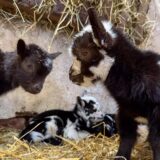 Vier Ziegenbabys im Stroh.