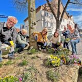 Die VHS-Gruppe Stadtklima griff zum Gartengerät, um eine hochgelegte Baumscheibe im Klosterviertel zu bepflanzen. Hornveilchen und Lilien wachsen dort nun.