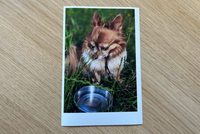 Das Bild eines Chihuahuas liegt auf einem Tisch.