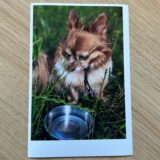 Das Bild eines Chihuahuas liegt auf einem Tisch.