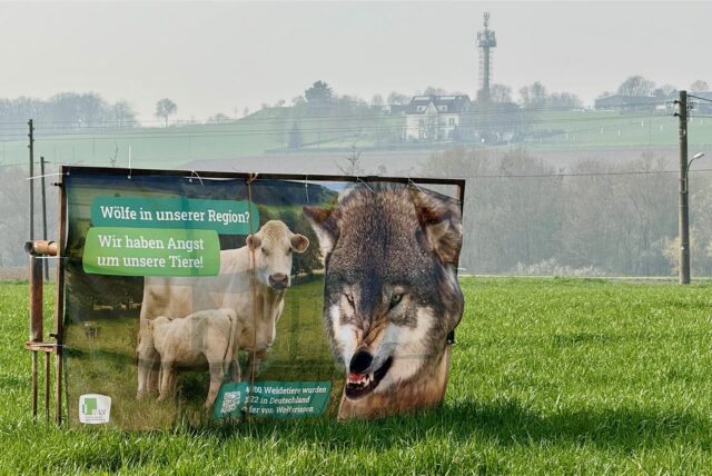 Ein Wolf steht zwischen Gräsern und Sträuchern in einem Wald.