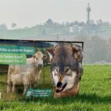 Ein Wolf steht zwischen Gräsern und Sträuchern in einem Wald.