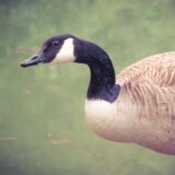 Eine Kanadagans schreitet das Ufer des ersten Teichs im Bornekamp ab. Die schwarze Schnabel-Kopf-Hals-Partie mit dem weißen Kinnband sind ein charakteristisches Bestimmungsmerkmal.