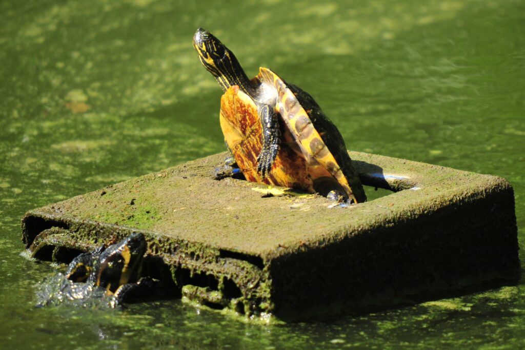 Dieses Archivbild wurde vor dem Neubau am alten Teich aufgenommen. Zwei Gelbbauch-Schmuckschildkröten nutzen eine offenbar vor längerer Zeit im Teich vesunkene Bierkiste bei Niedrigwasser als Sonneninsel. Dieses Archivbild wurde vor dem Neubau am alten Teich aufgenommen. Zwei Gelbbauch-Schmuckschildkröten nutzen eine offenbar vor längerer Zeit im Teich vesunkene Bierkiste bei Niedrigwasser als Sonneninsel.
