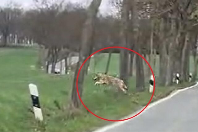 Das virale Video zeigt den mutmaßlichen Wolf auf dem Billmericher Weg zwischen Altendorf und Billmerich. Wer es wann aufgenommen hat, ist nicht bekannt.