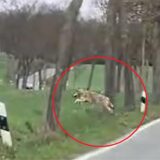 Das virale Video zeigt den mutmaßlichen Wolf auf dem Billmericher Weg zwischen Altendorf und Billmerich. Wer es wann aufgenommen hat, ist nicht bekannt.