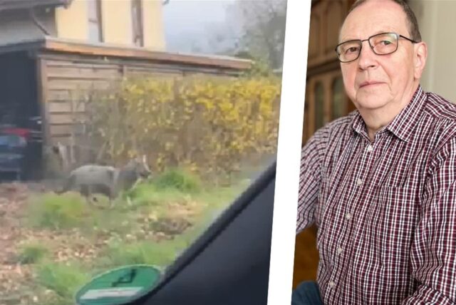 Ein vermeintlicher Wolf läuft vor einem Wohnhaus in Dortmund über eine Wiese.