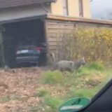 Ein vermeintlicher Wolf läuft vor einem Wohnhaus in Dortmund über eine Wiese.