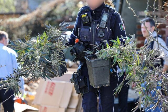 Eine Polizistin hält bei einer Durchsuchung zwei Töpfe mit Cannabispflanzen in den Händen. Im baulich erweiterten Keller eines Einfamilienhauses stellten die Beamten mehr als 500 erntereife Pflanzen sicher.