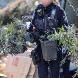 Eine Polizistin hält bei einer Durchsuchung zwei Töpfe mit Cannabispflanzen in den Händen. Im baulich erweiterten Keller eines Einfamilienhauses stellten die Beamten mehr als 500 erntereife Pflanzen sicher.