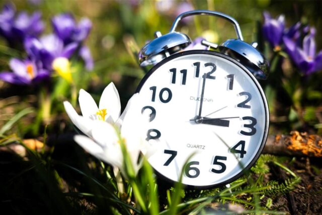 Ein Wecker steht zwischen Blumen auf einer Wiese. Die mitteleuropäische Sommerzeit beginnt am letzten Sonntag im März.