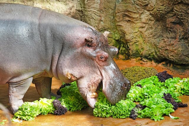 Flusspferdbulle Ernie feiert in der Zoom Erlebniswelt in Gelsenkirchen seinen 55. Geburtstag. Hier futtert er mehrere Salatköpfe.