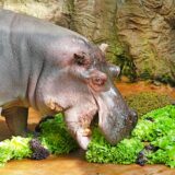 Flusspferdbulle Ernie feiert in der Zoom Erlebniswelt in Gelsenkirchen seinen 55. Geburtstag. Hier futtert er mehrere Salatköpfe.