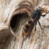 Eine Asiatische Hornisse sitzt auf ihrem Nest.