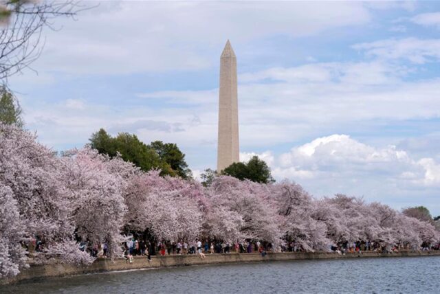 Mit dem Washington Monument im Hintergrund spazieren Besucher am Tidal Basin entlang, während die Kirschbäume in voller Blüte stehen.