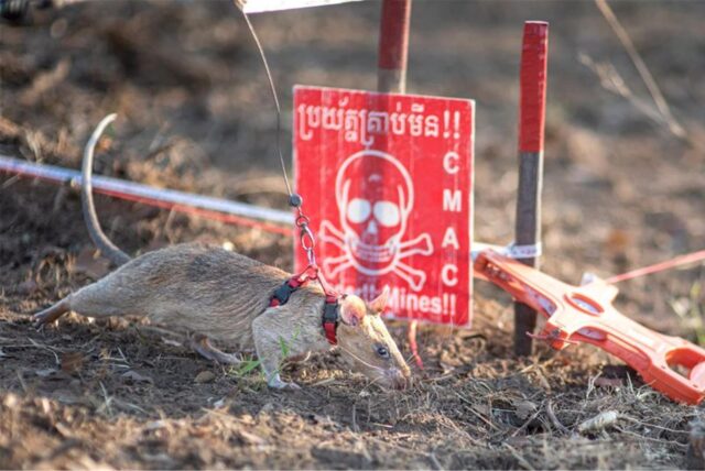 Minensuch-Ratte Ronin läuft in Kambodscha über den Boden und schnüffelt.
