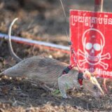 Minensuch-Ratte Ronin läuft in Kambodscha über den Boden und schnüffelt.