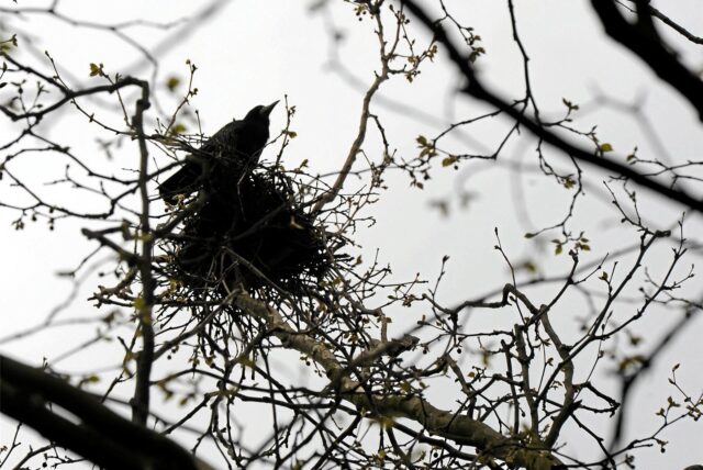 Auf dem Ast eines noch unbelaubten Baumes im frühen Frühling sitzt eine Saatkrähe auf dem Rand ihres Nestes.