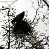 Auf dem Ast eines noch unbelaubten Baumes im frühen Frühling sitzt eine Saatkrähe auf dem Rand ihres Nestes.