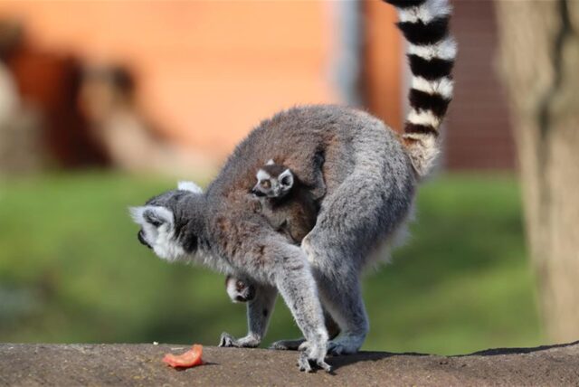 Ein Katta-Weibchen steht im Gehege des Tierparks Hamm mit seinem Zwillingsnachwuchs. In den vergangenen zwei Wochen sind bei der Lemurenart im Tierpark gleich zweimal Zwillinge zur Welt gekommen.