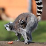 Ein Katta-Weibchen steht im Gehege des Tierparks Hamm mit seinem Zwillingsnachwuchs. In den vergangenen zwei Wochen sind bei der Lemurenart im Tierpark gleich zweimal Zwillinge zur Welt gekommen.