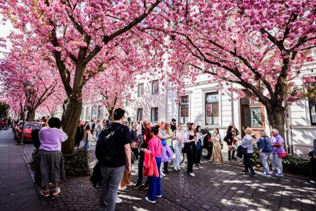Bei strahlendem Sonnenschein lockten die Blüten auch Menschen außerhalb von NRW nach Bonn.