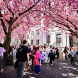 Bei strahlendem Sonnenschein lockten die Blüten auch Menschen außerhalb von NRW nach Bonn.