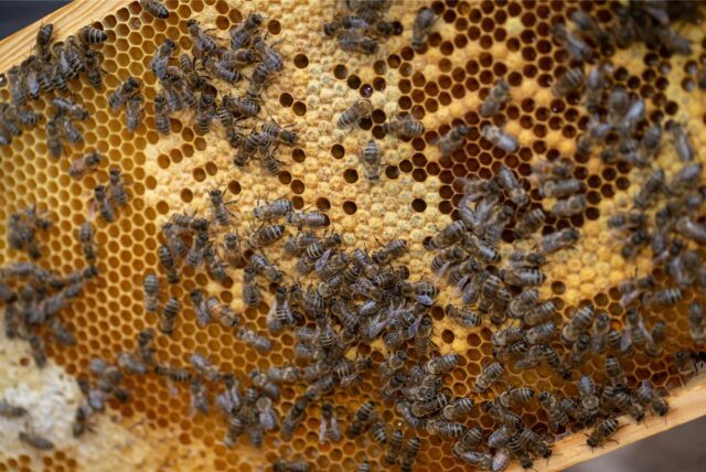 Bienen krabbeln an der Wabe eines Bienenstocks. Die gestreiften Insekten sammeln wieder Pollen und Nektar.