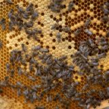 Bienen krabbeln an der Wabe eines Bienenstocks. Die gestreiften Insekten sammeln wieder Pollen und Nektar.