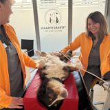 Laura Westhoff und eine Kollegin untersuchen einen Hund.
