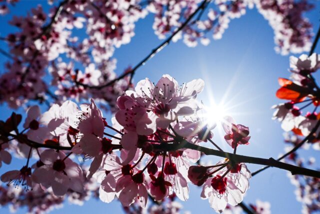Das Foto zeigt Kirschblüten, die an einem sonnigen Tag gegen den blauen Himmel blühen. Das Sonnenlicht scheint durch die Blütenblätter und erzeugt einen strahlenden Effekt.