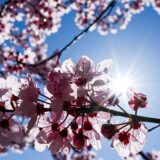 Das Foto zeigt Kirschblüten, die an einem sonnigen Tag gegen den blauen Himmel blühen. Das Sonnenlicht scheint durch die Blütenblätter und erzeugt einen strahlenden Effekt.