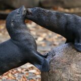 Zwei Robben spielen im Zoo Dortmund miteinander.