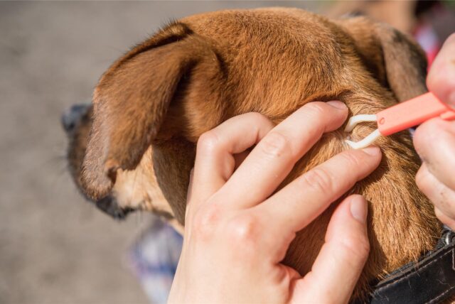 Mithilfe einer Zeckenzange wird bei einem Hund eine Zecke entfernt.