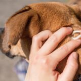 Mithilfe einer Zeckenzange wird bei einem Hund eine Zecke entfernt.