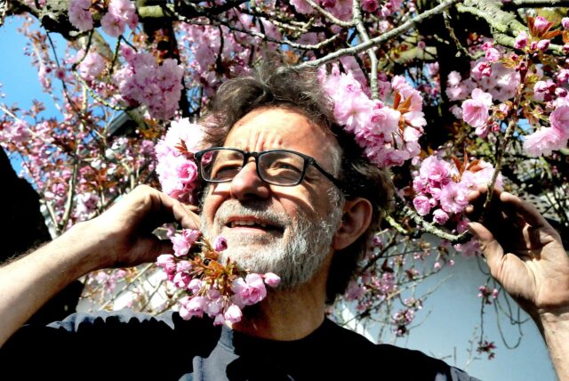 Der Kopf eines Mannes schaut aus den Zweigen eines in voller Blüte stehenden japanischen Zierkirschbaums hervor.