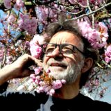 Der Kopf eines Mannes schaut aus den Zweigen eines in voller Blüte stehenden japanischen Zierkirschbaums hervor.
