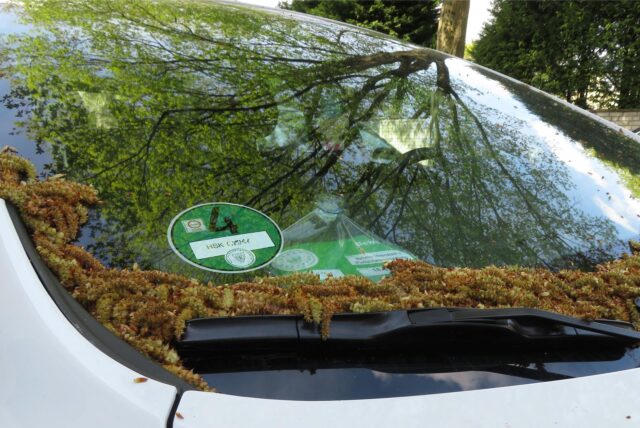 Auf der Windschutzscheibe eines in Unna geparkten Autos liegt ein dicker Belag aus Blütenkätzchen der Straßenbäume. Er lässt annehmen, dass das Auto dort schon etwas länger steht.