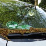 Auf der Windschutzscheibe eines in Unna geparkten Autos liegt ein dicker Belag aus Blütenkätzchen der Straßenbäume. Er lässt annehmen, dass das Auto dort schon etwas länger steht.