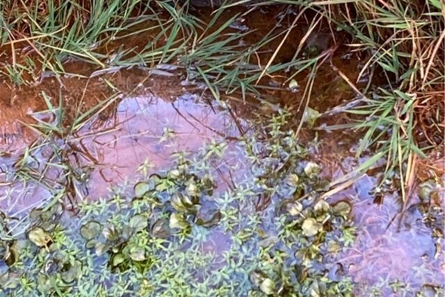 Am Ufer des Dorfgrabens in Lünen-Wethmar hat das Wasser eine rot-bräunliche Färbung.