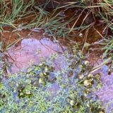 Am Ufer des Dorfgrabens in Lünen-Wethmar hat das Wasser eine rot-bräunliche Färbung.