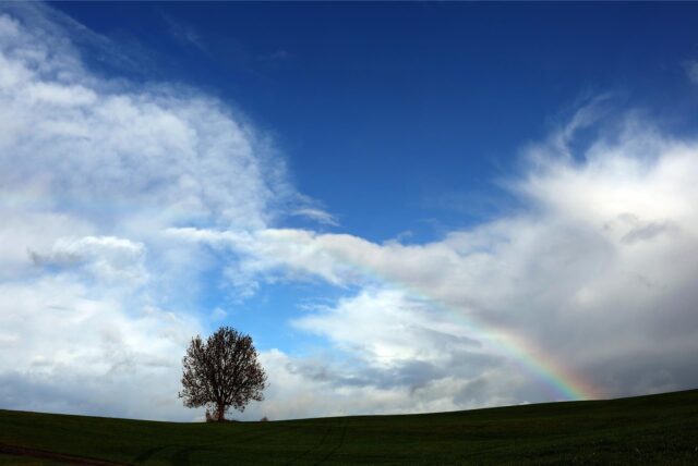 Ein Baum steht vor einem Regenbogen auf einer Wiese