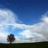 Ein Baum steht vor einem Regenbogen auf einer Wiese