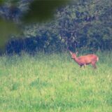 Auf einer grasbewachsenen Lichtung in der Uelzener Heide in Unna steht ein Reh.