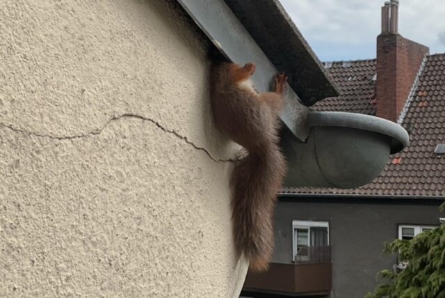 Ein Eichhörnchen steht an einer Hauswand fest