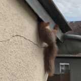 Ein Eichhörnchen steht an einer Hauswand fest